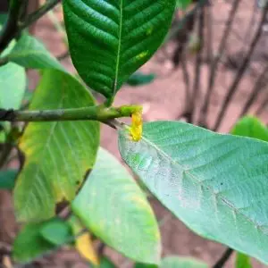 Hing Plant