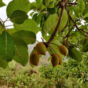 Mahua Plant | 7 Amazing Benefits
