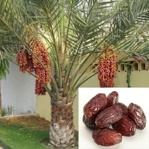 Date Palm Plant