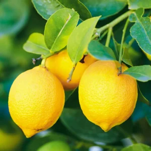 Lemon Plant