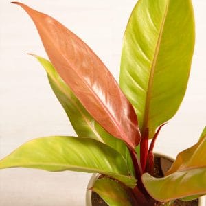 Philodendron Plant | 5 Incredible Benefits