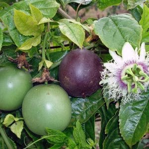 Passion Fruit Plant | 5 Amazing Things You Must Know