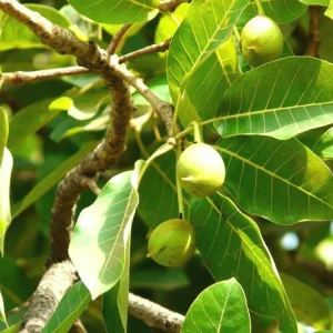 Butter Tree Plant | Chiuri