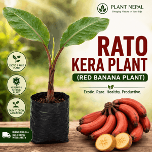 Rato Kera Plant: 7 Amazing Reasons to Grow Red Banana