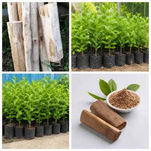 Sandalwood White Plant: 9 Amazing Benefits & Growing Guide