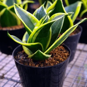 Dwarf Snake Plant | 7 Incredible Benefits