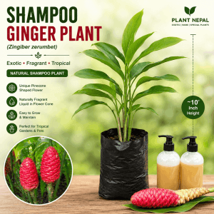 Shampoo Ginger Plant