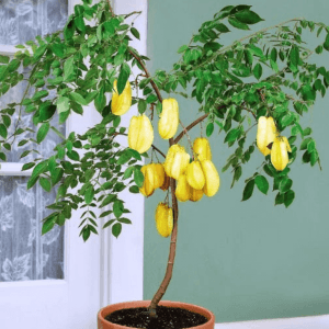Starfruit Plant