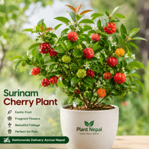 Surinam Cherry Plant