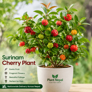 Surinam Cherry Plant: 7 Powerful Benefits & Easy Growing Tips