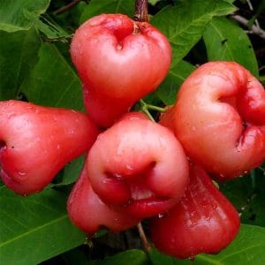 Water Apple Plant