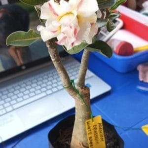 Adenium Obesum Plant | 3 Exotic Bloom Boost